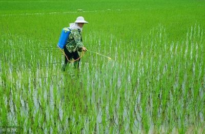 农民朋友:水稻用什么样的复合肥好?